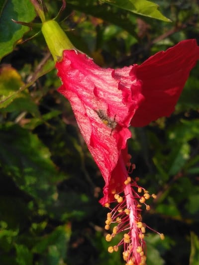 An image taken in Dulce Nombre de Jesús, Costa Rica, displays a close-up view of a vibrant red hibiscus flower, likely a Hibiscus rosa-sinensis type, positioned downwards. The flower's petals are a rich red, exhibiting a slightly textured or crinkled surface. A small, dark-bodied, fuzzy insect is observed situated within the interior of the flower's corolla, near the base of the central red staminal column. This column extends downwards, densely covered with numerous small, yellow-orange anthers. The flower is attached to a robust green pedicel, with a green calyx visible at the base of the petals. The background consists of blurred green foliage, indicative of an outdoor, natural environment under ambient daylight.