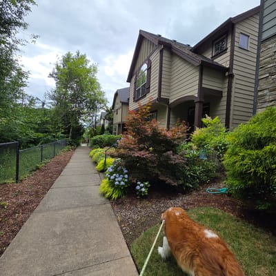 The image depicts a dog on a leash walking on a grassy area next to a concrete sidewalk. The sidewalk is lined with well-maintained landscaping, including hydrangeas and ornamental trees. In the background, a row of townhouses with a light green siding and brown trim is visible. A chain-link fence separates the sidewalk from a densely wooded area on the left side of the image. The sky is overcast, suggesting a cloudy day. The location is identified as Portland, United States.