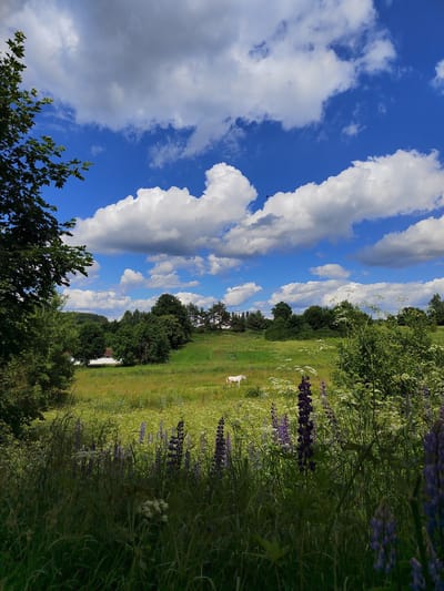 This media file depicts a pastoral scene under a bright, partially cloudy blue sky. The foreground is dominated by tall, lush green grass and a variety of wildflowers, including prominent purple lupine and delicate white Queen Anne's lace.

In the middle ground, a sun-drenched meadow stretches out, dotted with more wildflowers and various grasses. A solitary white horse stands grazing in this field, its form a stark contrast against the green expanse. Beyond the meadow, a dense line of diverse trees forms a verdant backdrop, with some buildings, possibly houses or farm structures, peeking through the foliage. Further in the distance, rolling hills under the expansive sky complete the landscape.

The weather appears to be fair and sunny, with fluffy white clouds casting soft shadows. The vibrant colors and the presence of the grazing horse evoke a sense of peace and tranquility, suggesting a warm, pleasant day in a rural setting. The time of day is likely midday or early afternoon, given the bright sunlight. The location context of Крэўскі сельскі Савет, Belarus, places this scene in a specific geographical and cultural area known for its natural beauty. There is no visible text in the image.