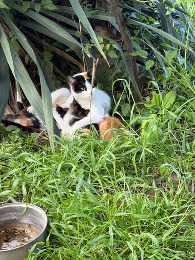 A calico cat sits in green foliage, appearing to groom. Patches of shorter grass and exposed soil are visible, as is part of a tarnished metal bucket. The scene appears to be outdoors in a natural environment, likely a garden or yard. The location is Brusen, Bulgaria, but this detail is based on external information and not directly evident from the image.