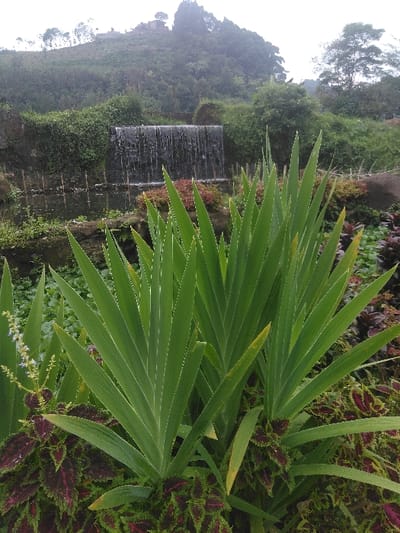 The image displays a lush, verdant outdoor landscape, reportedly located in Kladno, Czechia.
In the immediate foreground, a cluster of prominent, sword-shaped green leaves, possibly from a Gladiolus plant, occupies the lower central portion of the frame. These leaves exhibit a consistent vibrant green hue with faint longitudinal veins. Beneath and interspersed among these, numerous smaller plants with variegated, deeply lobed leaves are visible, primarily featuring dark reddish-purple centers and contrasting green edges. A slender stalk with small, light-colored flowers is partially visible on the far left.
The midground features an artificial waterfall, approximately 2-3 meters in height, cascading water over a dark, rectangular retaining wall into a visible pool or stream below. The waterfall structure and its immediate surroundings are heavily overgrown with green foliage, including climbing vines and various shrubs. Small patches of red-leafed plants are present near the base of the waterfall.
The background consists of a large, densely vegetated hill covered with numerous trees and thick green foliage, rising behind the waterfall. On the summit of this hill, several faint structures, possibly buildings or a monument, are discernible against a bright, uniformly overcast sky. No individuals or animals are present in the scene, and no specific actions or interactions are depicted. The overall environment appears to be a cultivated park or garden setting.