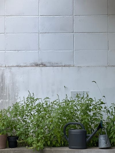 The image depicts a ground-level view against a textured white wall in 강북구, South Korea. The upper half of the wall consists of rectangular concrete blocks, painted white, with visible horizontal and vertical mortar lines. A distinct line of dark gray to black discoloration, consistent with mold or mildew, runs horizontally along the base of the block section. The lower half of the wall is a solid white surface, also showing vertical streaks of discoloration.
In the foreground, a dense row of green leafy plants, possibly basil, grows from a concrete ledge or ground. Many plants exhibit light-colored flower spikes. On the far left, two potted plants are partially visible: one in a brown pot and another in a black pot. A dark gray plastic watering can with a wide spout rests on the ground, slightly right of the center. To its right, a smaller, weathered galvanized steel watering can hangs from a green hook or loop, also positioned on the ground. A small, light-colored rectangular plaque with Korean text is affixed to the white wall above the plants, slightly to the right of the large watering can. Several slender, grass-like plants with fuzzy seed heads protrude above the main plant cluster, particularly on the right side. The scene is illuminated by soft, even light, suggesting an overcast day.