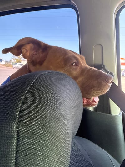 A medium shot captures a brown dog inside a vehicle, leaning out of the open window. The dog's head is turned towards the viewer, with its mouth slightly open and tongue visible. Its right ear is flopped over its head, and its left ear is partially visible. The dog is wearing a blue garment around its neck. In the foreground, a textured gray car seat is visible, partially obscuring the dog. The background outside the car shows a clear blue sky with faint horizontal lines, likely power lines. A few buildings and a white car are visible in the distance. The interior of the car includes a gray pillar and a black seatbelt. There is no indication of Usatove, Ukraine in the image.