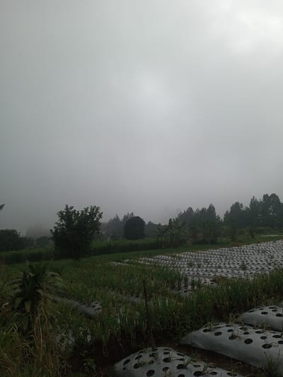 The image displays an agricultural landscape in Joshi Vihir, India, under conditions of pervasive fog and an overcast sky. The upper two-thirds of the frame are filled with a uniform light gray mist, with slightly brighter areas suggesting obscured light sources towards the upper right. A dense line of dark green trees and foliage forms the horizon, partially veiled by the fog. In the foreground and midground, cultivated fields are visible. The left side features rows of slender green plants. The right side and bottom foreground show extensive use of light-colored plastic mulch covering raised crop beds, with small green seedlings emerging through regularly spaced holes. No individuals, animals, or explicit actions are depicted. The environment is rural, suggesting cool and humid conditions due to the heavy mist.