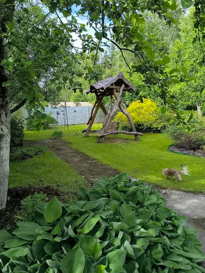 This is a full outdoor shot of a backyard in Žiaukos, Lithuania, on a sunny day. The foreground is dominated by lush green hosta plants, with a textured stone path leading into the middle ground. A wooden swing set, weathered and rustic, stands on a vibrant green lawn. To the left, the trunk of a large tree, partially painted white, anchors the composition. Further back, a corrugated metal fence encloses the property, with a bright yellow shrub adding a pop of color. In the middle distance, a fluffy, light brown cat is captured mid-stride, its tail raised in curiosity or motion. The background is a dense canopy of green trees and a clear blue sky.