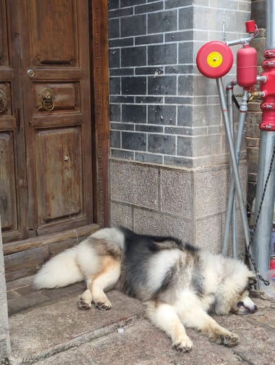 The image features a fluffy dog, possibly an Alaskan Malamute or similar breed, lying on its back on a stone pathway. The dog is predominantly white and gray with black accents and has its paws in the air, appearing relaxed and content in the sunlight.
Behind the dog, to the left, are elements of an outdoor setting. There is a large wooden double door with ornate brass handles. Above the door, a tiled wall transitions to a section of exposed brick. Further up, a red fire hydrant system is visible, attached to metal pipes that run horizontally across the frame. Some of the pipes have white markings. The scene appears to be set outdoors, possibly in an alleyway or courtyard, given the combination of architectural elements and utility equipment.
The lighting suggests it is daytime, likely a sunny day, casting shadows that highlight the textures of the stone and wood. The overall mood is peaceful, with the dog enjoying a leisurely moment in the sun. The presence of the fire hydrant indicates an urban or semi-urban environment. While the image is rotated 90 degrees clockwise, the elements are still discernible. There is some text visible on a yellow circular label on the red fire hydrant component, but it is too small and blurred to read.