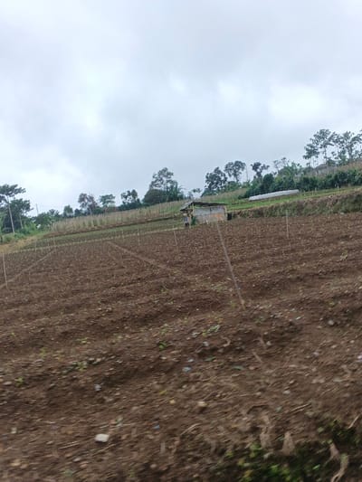 The image displays an agricultural landscape located in the city of Masaiti, Zambia. The scene is dominated by a sloped, tilled field of dark brown earth, extending from the foreground to the midground under an overcast, light grey sky. Numerous thin, vertical stakes are systematically arranged in parallel rows across the field, suggesting support for cultivation. Sparse green sprouts are visible throughout the tilled ground. In the midground, towards the right, a small, rudimentary structure with light-colored plank walls and a sloped, dark-colored roof stands on the field. A single individual, clad in light-colored attire, is discernible adjacent to this structure. The background features a steep hillside densely covered with various green trees and vegetation. A long, white, tunnel-shaped structure, possibly a greenhouse or poly-tunnel, is situated on the upper slope amidst the foliage. The overall environment suggests an agricultural area under cultivation.