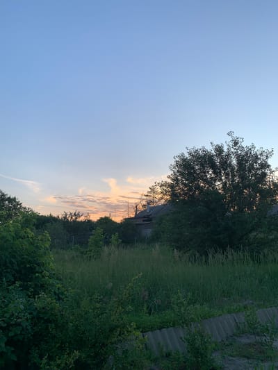 A vertical, wide-angle outdoor shot shows a rural or suburban scene at dusk in Pokotylivka, Ukraine. The sky is a gradient of pale blue at the top to soft orange and pink hues near the horizon, indicating sunset. Wispy clouds are visible, tinged with the colors of the setting sun. A large, dense tree dominates the right side of the frame, its dark green foliage silhouetted against the sky. Behind the tree and to the left, the rooflines of a few buildings are partially visible through a dense screen of trees and tall, green grass. The foreground is filled with lush green vegetation, including bushes and tall grass, with a concrete barrier or structure visible along the very bottom of the frame. There are no people or animals visible in the image.