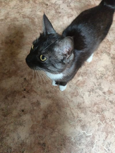 A black cat with white paws and a white chest is looking upwards and to the left. The cat is on a tiled floor with a brown and beige mottled pattern. The lighting suggests an indoor environment, possibly a home. The image is taken from a high angle, looking down at the cat. The cat's eyes are a bright yellow.