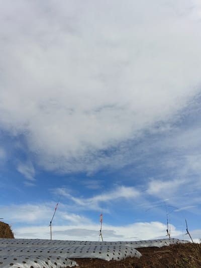 An agricultural landscape under a blue and white sky. Rows of crops covered in white plastic sheets stretch across the foreground. Small flags are attached to thin poles interspersed amongst the crops. The soil beneath the plastic is dark and rich. A vibrant blue sky is filled with large, fluffy white clouds. The flags appear to be marking or protecting the crops.