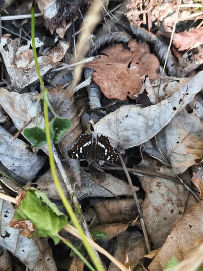 A butterfly with black wings, dotted with white and orange markings, rests on a bed of dried leaves. The butterfly is centrally located in the frame, with its wings spread open. The surrounding environment is composed of various shades of brown and gray dead leaves, some of which are cracked and brittle, suggesting an outdoor, possibly wooded area. A thin, green stem with two small, fuzzy green leaves emerges from the bottom left of the frame, partially obscuring the butterfly. The lighting suggests a daytime setting, with some shadows cast by the leaves and stem. The image appears to be a close-up shot, focusing on the butterfly and its immediate surroundings. The scene is devoid of human presence. The location is the city of Hayingen, Germany.