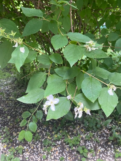 The image shows a close-up view of a bush with green leaves and small white flowers, located in the city of Novaya Usman, Russia. The ground beneath the bush is covered with dark soil, scattered with small white petals and some green weeds. The lighting suggests it is daytime, with the bush occupying the majority of the frame. There are no people or animals visible in the image.