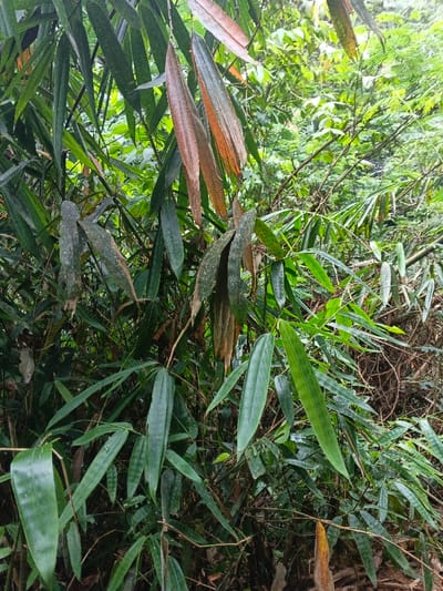 A dense cluster of tropical foliage, primarily bamboo, is captured in a vertical frame within a forest environment in Situm, Papua New Guinea. The foreground and midground feature numerous long, lanceolate bamboo leaves displaying varying shades of green, from vibrant to darker hues, with some speckled white patterns on older leaves. In the upper central portion, several bamboo leaves are distinctly withered, appearing in shades of brown and reddish-brown, indicating natural decay. The background consists of blurred, dense green vegetation, suggesting a continuous canopy or thick undergrowth. No human subjects, animals, or man-made objects are present within the frame. The lighting is diffused, consistent with an overcast day or shaded forest conditions.