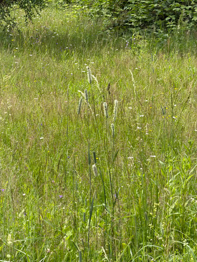 This media file depicts a lush, green meadow filled with a variety of wildflowers. The scene is captured from a slightly elevated perspective, looking down into the dense vegetation. The primary subjects are the grasses and the small, scattered flowers, which include white, yellow, and some small purple blossoms. These flowers are interspersed throughout the tall grass, creating a natural and somewhat wild appearance. The image gives the impression of a summer meadow in full bloom.
The light suggests it might be daytime, with the sun illuminating the scene, casting subtle shadows and highlighting the textures of the plants. There are no people or man-made objects visible in the frame, focusing entirely on the natural landscape. The background is a continuation of the meadow, fading slightly into a softer focus, reinforcing the depth of the field. The overall mood is one of tranquility and natural beauty.
The location context provided is Борисьево Днп, Russia. There is no visible text in the image. The time of day appears to be during daylight hours, and the weather seems fair, suitable for outdoor growth. The prominent elements are the diverse flora, showcasing a rich biodiversity within the meadow. The image does not capture any specific event or activity, rather it is a still representation of a natural environment.