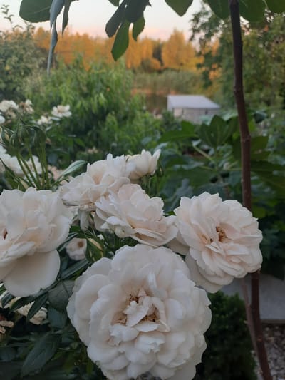 In Keleberda, Ukraine, a close-up shot focuses on a cluster of white roses in full bloom, their delicate petals slightly tinged with pink. The roses are set against a backdrop of lush green foliage. In the distance, a small, light-colored structure is visible near a body of water, with trees displaying warm, autumnal colors on the far bank. The lighting suggests it is late afternoon or early evening.