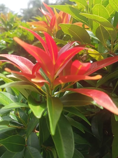 The image shows a close-up view of a plant with vibrant red and green leaves. The red leaves are pointed and appear to be new growth, while the green leaves are broader and more mature. The plant is likely outdoors, as suggested by the natural lighting and the presence of other foliage in the background, which is slightly blurred, indicating a shallow depth of field. The overall impression is of lush, healthy vegetation. There are no people, animals, or man-made objects visible in the frame. The setting is a natural environment.