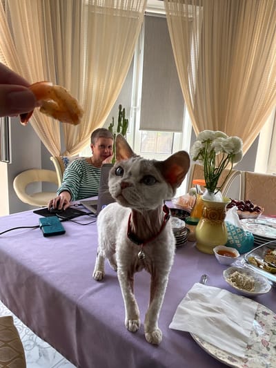 A light-skinned, short-haired woman with a pixie haircut, wearing a green and white striped long-sleeved shirt, sits at a table and uses a laptop, mouse, and what appears to be a portable hard drive. She is looking towards the camera with a slight smile. In the foreground, a light-colored cat with large ears and wide blue eyes stands on the table, facing the camera. A hand in the upper left corner of the image is holding a cooked shrimp. The table is covered with a light purple tablecloth. On the table are various items, including plates with food, a vase with white flowers, a bowl of cherries, and a dispenser for tissues. Behind the woman, there are sheer curtains and windows. The setting appears to be a domestic environment. The provided location information suggests this scene might be in Vel'yaminovo, Russia.