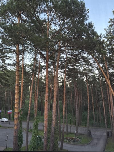 The image depicts a dense forest of tall pine trees with rough, reddish-brown bark. In the background, a paved road curves through the landscape, bordered by a black metal fence. A white sedan is parked on the side of the road, and two flags, one red, white, and blue and another with a white background and a red cross, are visible. A flower bed with colorful blooms is situated near the road. The sky above is a clear, pale blue. The overall scene suggests a natural, semi-rural setting within or near the city of Zhuralyovo (Kemerovsky), Russia.
