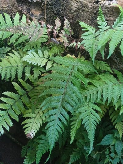 A close-up image captures a dense cluster of green fern fronds set against a dark, textured background in Kon Tum, Vietnam. The foliage displays various shades of green, with some frond tips and older sections exhibiting yellowish-green and reddish-brown discoloration, consistent with botanical aging or environmental conditions. The background is a rough, dark grey-to-black surface, appearing to be a damp stone wall or rock face. No individuals, fauna, or man-made objects are visible. The scene is static, presenting no actions or interactions.