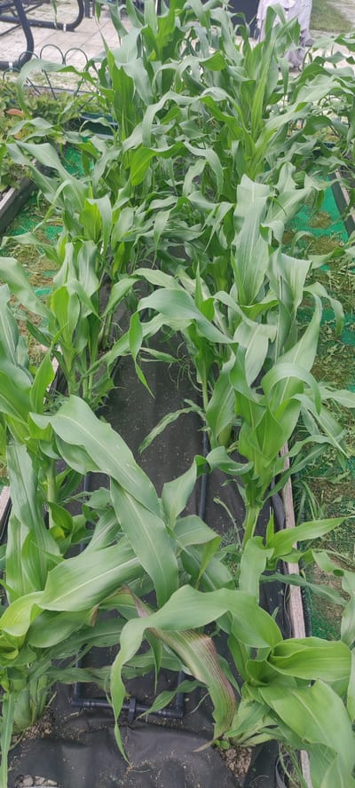 The image shows rows of young corn plants growing in raised beds with black landscape fabric covering the soil. The corn stalks are green and leafy, with some leaves showing slight purpling, possibly indicating stress or nutrient deficiency. Irrigation lines are visible on the ground between the plants. The background is blurred but suggests an outdoor setting with some paving stones and fencing. The scene is located in Filippovskoe, Russia, and depicts a cultivated agricultural area. No people are clearly visible in the image.