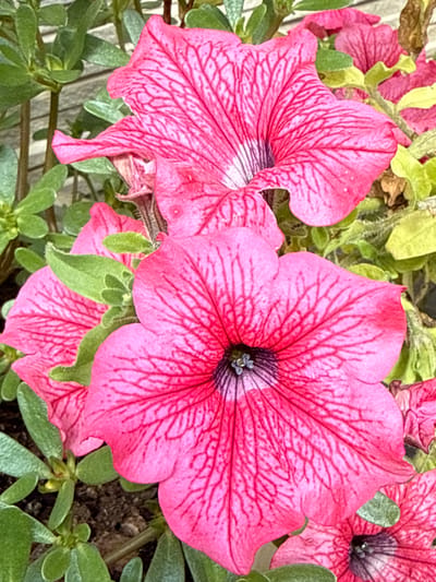This is a close-up, eye-level, outdoor photograph of vibrant pink petunias in bloom. The focus is on several large, trumpet-shaped flowers with intricate dark pink veining radiating from their centers. The petals are slightly ruffled, and water droplets are visible on some of them, suggesting recent rain or watering. The background consists of lush green foliage and some lighter green and yellow leaves, hinting at other plants or parts of the same plant. The overall impression is one of a healthy, flourishing garden. The image is taken in Залесье Снт, Russia.