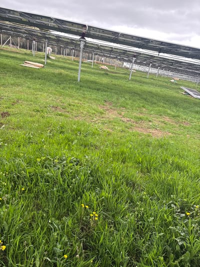 The image depicts a field with solar panels, potentially located in Galatro, Italy. The panels are arranged in rows with metal supports and are seen under a cloudy sky. The foreground is dominated by grass, with some patches appearing less green, possibly indicating different growth or soil conditions. There are also some yellow flowers scattered within the grass. No people are visible in the scene.