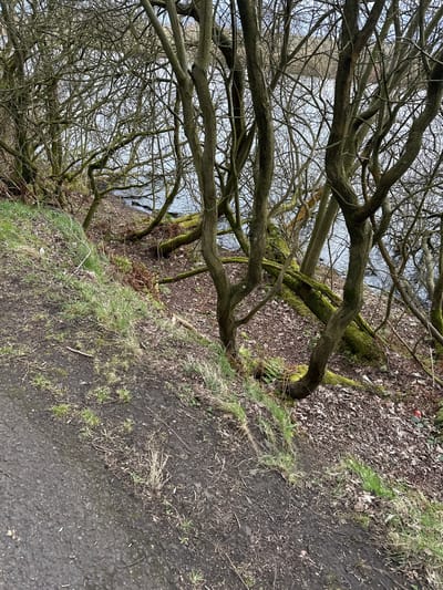 The image shows a view of a path in Dunfermline, United Kingdom, bordered by a wooded area. The path is made of asphalt and has some grass growing along its edge. The wooded area consists of bare trees with moss-covered branches. Dead leaves cover the ground under the trees. In the background, a body of water is visible through the trees. A tall structure is visible through the tree branches.
