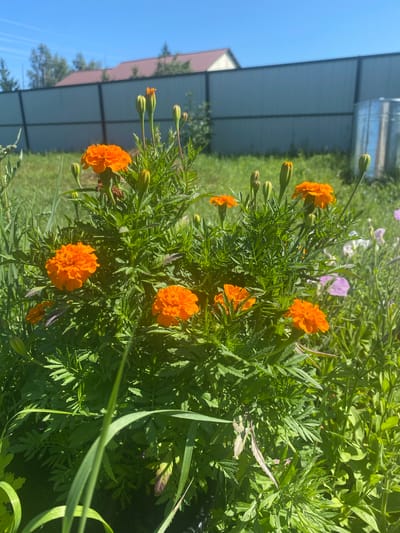 This image depicts a cluster of vibrant orange marigolds in full bloom, nestled amongst lush green foliage under a bright, clear blue sky. The flowers are the primary subjects, with their layered petals and rich color dominating the foreground. Several flower buds are also visible, suggesting ongoing growth and a continuous display of blooms. In the background, a grey metal fence runs horizontally, separating the garden from a grassy area. Beyond the fence, a portion of a building with a reddish roof and hints of trees are visible, indicating a suburban or rural setting. A large, galvanized metal barrel stands to the right of the frame. The overall scene is bathed in strong sunlight, casting distinct shadows and highlighting the textures of the plants and surrounding environment. This photograph was taken in the village of Betyun'tsy, Russia.