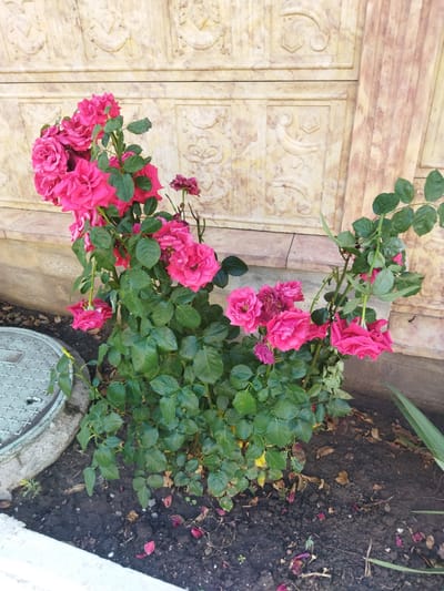 A bush of pink roses is blooming near a textured wall in Costești, Moldova. The wall appears to be made of stone or concrete, with carved decorative patterns. The roses are vibrant and full, with numerous petals and green leaves. Some fallen rose petals are scattered on the dark soil around the base of the plant. To the left of the roses, a circular metal manhole cover is visible, partially embedded in the ground and surrounded by a concrete curb. The overall scene suggests an outdoor setting, likely a garden or a public space within the city.