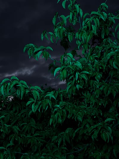 The image depicts a close-up view of dark green foliage against a dimly lit, cloudy sky. The leaves are dense and appear wet, with some small, indistinct green fruit visible among them. The background sky is a deep, dark blue-gray with swirling, low-hanging clouds. The overall lighting suggests it is either dusk, dawn, or a very overcast day. The scene appears to be outdoors, likely in a natural or garden setting. There are no people or discernible structures visible. The image is static and captures a moment in time with a focus on the texture and color of the leaves and the atmospheric quality of the sky. The location in Chermen, Russia is a specific detail not visually evident from the image itself, but if provided as context, it would indicate the geographical setting of this natural scene.