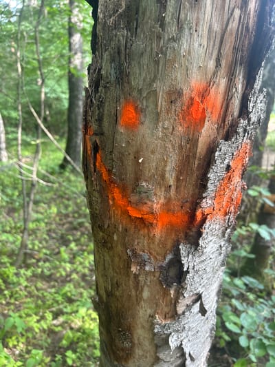 The media file displays a close-up, horizontal shot of a fallen tree trunk in a natural setting. The trunk is rough and weathered, with visible cracks and peeling bark. Bright orange spray paint marks are visible on the surface of the trunk, appearing as two distinct markings. The foreground is dominated by the texture and color of the wood. In the background, blurred green foliage suggests a forest or wooded area, with the soft focus indicating a shallow depth of field. The lighting suggests it is daytime. The context provided places the scene in Гудзевіцкі сельскі Савет, Belarus, implying a rural or natural environment within this region. No people or specific activities are depicted, and there is no visible text in the image.