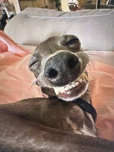 A close-up, eye-level, full-body shot captures an Italian Greyhound with a distorted, smiling expression against a pink, textured background. The dog's snout fills the majority of the frame, with its mouth open, revealing rows of teeth and a glimpse of its gums. Its eyes are squinted, and its ears are visible. A black collar is worn around its neck. The image is taken from within Hallandale Beach, United States of America.