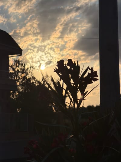 The image depicts a silhouetted plant with flowers in the foreground against a sunset sky. The sky is filled with textured clouds, illuminated by the setting sun. On the left, a portion of a building's roofline is visible, and further back, trees are silhouetted. A vertical pole stands on the right side of the frame. In the lower portion of the image, red flowers are partially visible, also in silhouette. The scene appears to be outdoors in what could be a residential area or garden. The location is specified as Arcahueja, Spain. There are no people or animals present in the image.