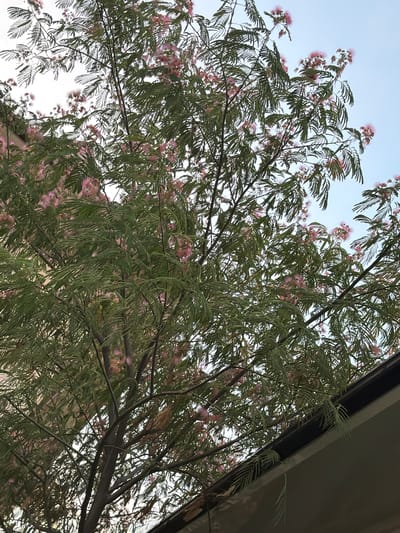 This is a medium-angle, upward shot of a Mimosa tree in bloom, viewed from underneath its canopy. The delicate, feathery pink flowers are scattered amongst the finely-cut, green leaves. The branches of the tree are dark and textured, creating a dense network against a pale blue sky, suggesting a clear day. A portion of a dark, overhanging structure, possibly a roof or balcony, occupies the upper right quadrant of the image, casting a slight shadow and adding a contrasting element of man-made construction to the natural scene. The lighting suggests it is daytime, possibly late afternoon given the soft light. The overall mood is serene and natural, showcasing the beauty of the blooming tree. No people, text, or specific events are visible. The location context of Tutzar, Uzbekistan, is noted.
