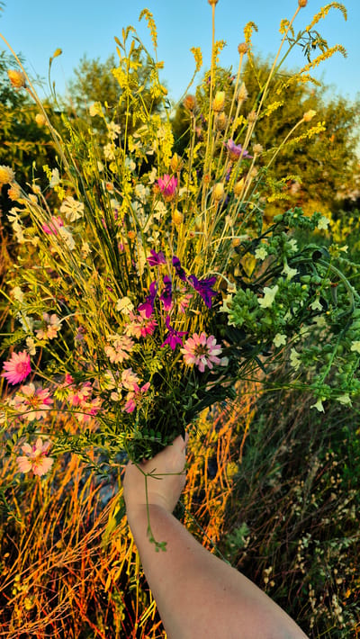 In Piatra Albă, Moldova, a person's forearm and hand are visible on the right side of the frame, holding a large bouquet of wildflowers. The bouquet is a vibrant mix of colors, featuring pink, white, purple, and yellow blooms, interspersed with greenery. The background is a blur of natural foliage and a clear blue sky, suggesting an outdoor setting during daylight. The lighting indicates it may be late afternoon or early morning, with the sun casting a warm glow on the scene.