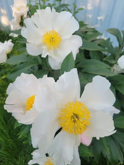 In this close-up, eye-level photograph, a cluster of white peonies with bright yellow centers is in full bloom. The flowers are the primary subjects, with soft, ruffled petals unfurling. Their vibrant yellow stamens create a striking contrast against the pure white of the petals. Dark green foliage provides a lush backdrop for the blossoms, and hints of a light blue fence can be seen in the upper right corner, suggesting an outdoor garden setting. The lighting is natural and diffused, casting subtle shadows and highlighting the delicate textures of the flowers. There are no people or animals visible in the image, and the focus is entirely on the botanical beauty of the peonies. The scene appears to be in a residential garden within the Навапольскі сельскі Савет, Belarus.