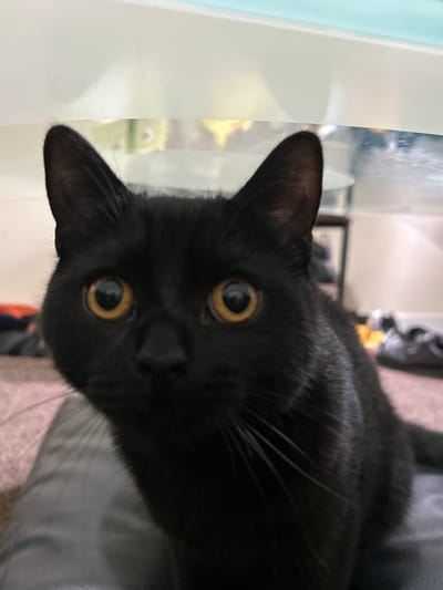 A black domestic cat is depicted in a close-up, head-on perspective, looking directly at the camera. The cat features short black fur, erect pointed ears, and large, round amber eyes with dilated black pupils, along with prominent white whiskers. It is positioned on a dark grey, possibly upholstered, surface. The background is out of focus, revealing a light-colored horizontal structure at the top, with blurred reflections showing yellow and green tones. To the right, a dark framed object is partially visible, alongside indistinct household items resting on a light brown carpet. This scene is set within a residential interior in the city of Lancaster, United Kingdom.