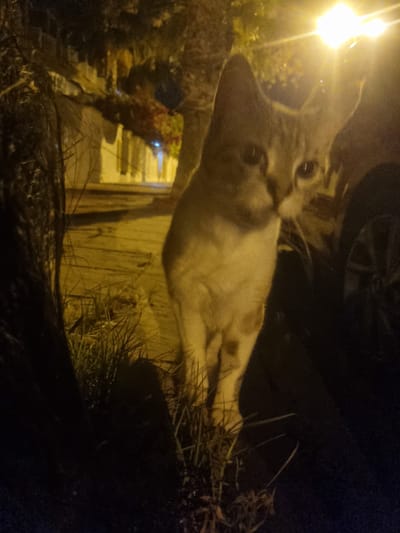 In the city of Aguamarina-sector A1, Spain, at night, a medium-sized, light-colored cat with dark tabby markings is the central subject, standing on a patch of grass. The cat is positioned slightly to the right of the frame, facing the viewer. Its gaze is direct, and its ears are alert. The background consists of a street scene, with a bright streetlamp to the upper right casting a strong yellow light that illuminates the cat and a portion of the surrounding area. The street appears to be paved, with some debris or textures visible. To the left of the cat, a dark, leafy branch or bush partially obscures the view. In the background, further down the street, there are structures that appear to be houses or buildings, dimly lit. The overall atmosphere is dark, with the artificial light from the streetlamp creating strong contrasts. To the right of the cat, the rear wheel and fender of a dark-colored car are visible, suggesting its presence near a parked vehicle. The ground is uneven, with patches of grass and what appears to be a sidewalk or paved area. The image captures a brief moment of the cat in an urban nighttime environment.