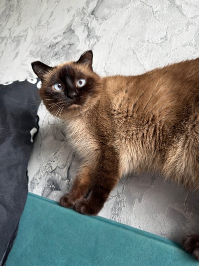 A Siamese cat with blue eyes and brown fur is lying on a teal surface. The cat's body extends to the right, with its head facing the camera and slightly to the left. The background consists of a textured, light-colored wall. A dark object, possibly a pillow or blanket, is visible to the left of the cat. The scene appears to be indoors, in a domestic setting, and there is no indication of the cat's location in Старые Туймазы, Russia.