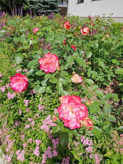 The image displays a close-up of a rose bush in a garden setting, likely in the vicinity of "Berezka Snt (Krasnogorsky District), Russia". The focus is on several vibrant pink and red roses, some fully bloomed and others in bud, surrounded by lush green leaves. The roses vary in color, with some showing a gradient from deep pink to lighter shades and white. Interspersed among the roses are clusters of small, delicate pink flowers, adding texture and a softer contrast to the larger blooms.
The scene is bathed in bright sunlight, suggesting a daytime setting, likely during pleasant weather. In the background, to the left, a portion of a building with white walls and a dark window frame is visible, along with the top of a coniferous tree. The presence of these elements indicates an outdoor environment, possibly a residential garden or a landscaped area. There is no visible text in the image. The overall impression is one of a flourishing garden in bloom.
