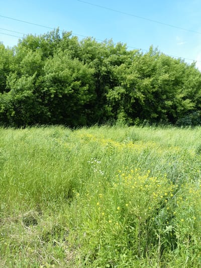 A wide shot captures a lush, green meadow dominated by tall grasses and dotted with small yellow wildflowers. In the background, a dense line of leafy green trees forms a natural barrier. Above the trees, a clear blue sky is visible with two thin, dark power lines stretching horizontally across it. The scene is peaceful and suggests an undeveloped natural area. The location is identified as Shadrinsk, Russia.