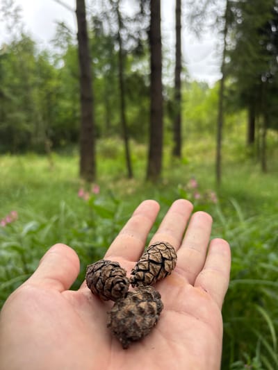 In Павловская Слобода, Russia, a close-up, eye-level view captures a person's open palm holding three small, textured pinecones against a soft-focus background of a forest. The pinecones are brown and appear dry, with visible scales. The palm is lightly tanned and shows faint lines and a small speck of dirt. The background consists of tall green grass, interspersed with small pink flowers, and the blurred trunks of several evergreen trees, suggesting a natural, wooded environment. The sky is overcast and white, contributing to the diffused natural light.