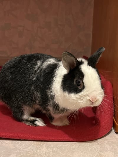 A black and white rabbit sits on a red cushion. The rabbit has white fur on its head, with black fur covering its eyes and ears. It is sitting in what appears to be a shelf or cubby. The walls of the enclosure are textured. The location is not discernible from the image.