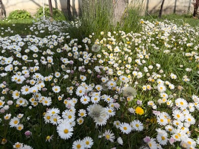 The image depicts a field of daisies and dandelions in Slatino, Bulgaria. The majority of the frame is filled with daisies with white petals and yellow centers, interspersed with green grass. Several dandelion seed heads and a few yellow dandelions are also visible. Background elements include a tree trunk, fence posts, and greenery. The light suggests it is daytime.