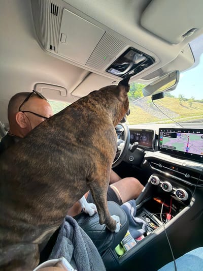 A brindle pit bull stands on its hind legs in the passenger seat of a car, with its front paws resting on the car's ceiling. The dog's head is turned, looking towards the roof of the car. The dog's owner, a bald man wearing glasses, is visible in the driver's seat, partially obscured by the dog. The car's interior is modern, with a large touchscreen display showing a navigation map, and a digital instrument cluster. The scene appears to be captured during daytime, with sunlight filtering into the car. The exterior view through the windows suggests a rural or suburban setting, with a hillside covered in vegetation. The image was taken in Karlovac, Croatia.