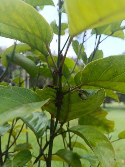 This image captures a close-up, upward-angled view of a plant with numerous green leaves and slender stems, located in Tapaiteng Uesa, Bhutan. The foliage displays various shades of green, with discernible venation on several leaves. A dense cluster of small, dark-bodied insects, consistent with aphids, is present on a central stem and the underside of an adjacent leaf. Multiple individual ants are observed in the immediate vicinity of the aphid cluster. The background is blurred, showing a natural outdoor environment featuring a green ground cover and indistinct shapes of distant vegetation beneath an overcast or brightly lit sky. No human subjects or distinct man-made objects are visible.