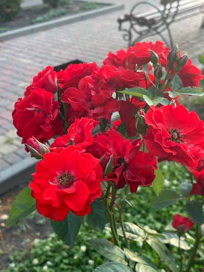 This media file features a cluster of bright red roses, with some fully bloomed and others in bud. The roses are the primary subject, showcasing their delicate petals and intricate centers. The background is softly blurred, revealing a textured surface that appears to be a paved walkway made of light-colored bricks. To the left of the roses, a portion of an ornate, dark metal structure, possibly part of a fence or garden decoration, is visible. The leaves of the rose bush are a deep green, and the overall scene is illuminated by natural light, suggesting it is daytime. The setting, identified as Krasnokutsk, Ukraine, evokes a garden or outdoor urban space. There is no visible text in the image. The composition and focus on the vibrant red flowers suggest a peaceful and visually appealing moment.