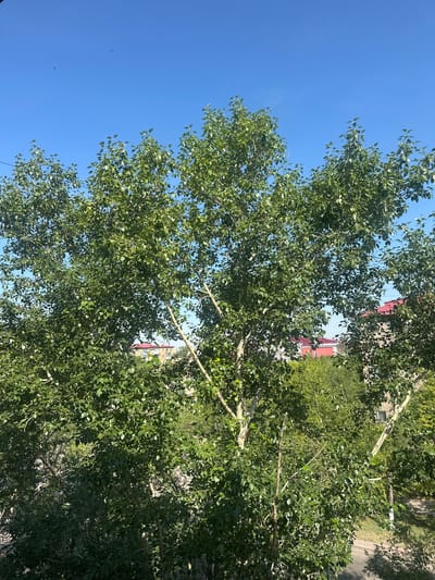 A bright, sunny day is captured in this full-frame, eye-level outdoor shot. The foreground is dominated by a large, leafy green tree with pale bark, its branches spreading widely across the frame. In the background, glimpses of buildings with red roofs and other trees can be seen, suggesting an urban or suburban setting. The sky above is a clear, vibrant blue, with a few small birds visible in flight. The scene appears to be in the city of Saran, Kazakhstan.