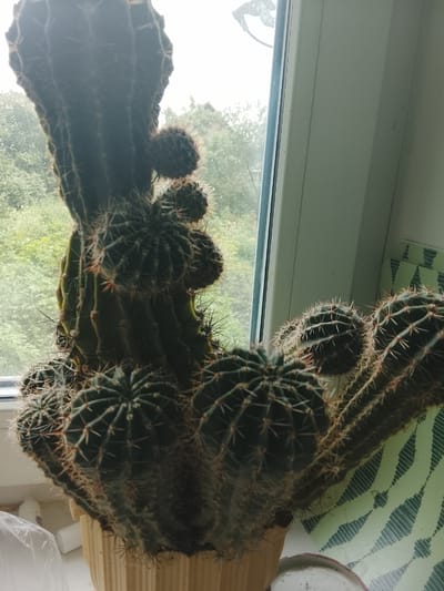 The image shows a large, multi-headed cactus plant potted in a beige hexagonal planter. The cactus has numerous ribbed stalks covered in sharp spines, with some smaller pups growing from the base and sides of the main stalk. The plant is positioned in front of a window, with trees and greenery visible outside, suggesting an outdoor view from an elevated position. The interior wall next to the window is painted a pale, neutral color, and a decorative item with a green, striped pattern is partially visible on the right. A white plastic bag and other unidentifiable objects are on the windowsill. The lighting is somewhat overcast, suggesting it might be daytime, but not a bright, sunny day. The scene is likely an indoor setting, such as a home or greenhouse, in Medyn, Russia, based on the user's prompt.