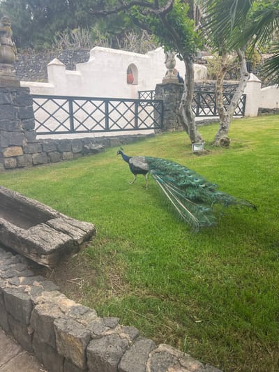 A peacock with its iridescent tail feathers fanned out walks across a lush green lawn in what appears to be a garden or park setting. The peacock's plumage is a vibrant mix of greens and blues, with distinctive eye spots on its long train. The bird is in motion, with one leg raised as it takes a step.

In the background, there is a white building with arched windows, possibly part of a hacienda or a historical structure, constructed with dark stone at its base. A black, ornate metal fence with a diamond pattern separates the lawn from the building. A weathered, gnarled tree trunk stands to the left of the peacock, with some foliage from palm-like plants visible. The ground is covered in well-maintained green grass, and there are large, rough-hewn stones along the foreground, suggesting a rustic or natural landscape design. A small, square light fixture is visible near the base of the tree. The lighting suggests it is daytime, likely overcast or late afternoon, given the soft light. The overall scene evokes a sense of tranquility and natural beauty, with the peacock being the focal point of the image. The location context of La Vera, Spain, hints at a potentially warm climate with lush vegetation. There is no visible text in the image.